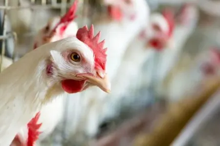 Sağlamlığımıza təhlükə yaradan, - biri 65 qəpiyə olan toyuqlar Azərbaycana necə gətirilir?