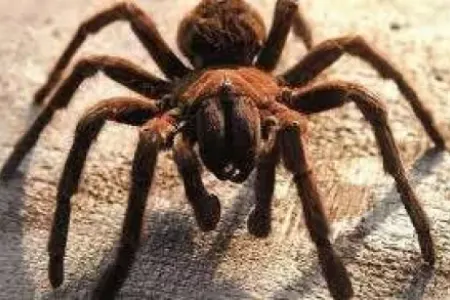 Bu hörümçəklər satışa çıxarıldı - Qiyməti 320 manatdır...