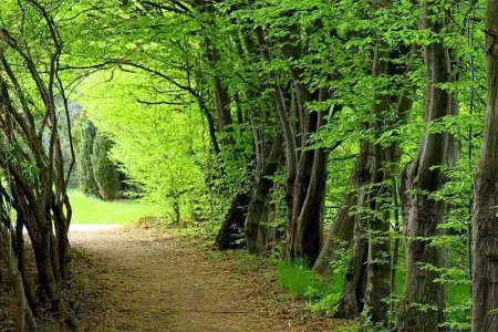 Son 30 ilin ən böyük meşə yanğını - Minlərlə insan təxliyə edildi