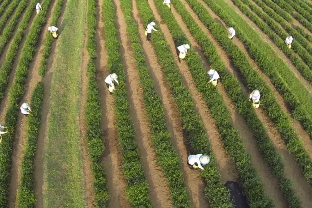 Hansı bölgələrimizdə kənd təsərrüfatı və turizmi daha çox inkişaf edib? - ADLAR