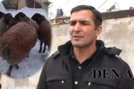 Arvadını gətirib vətəndaşın 13700 manatlıq heyvanını APARDI: - SUMQAYITDA ŞOK HADİSƏ- VİDEO