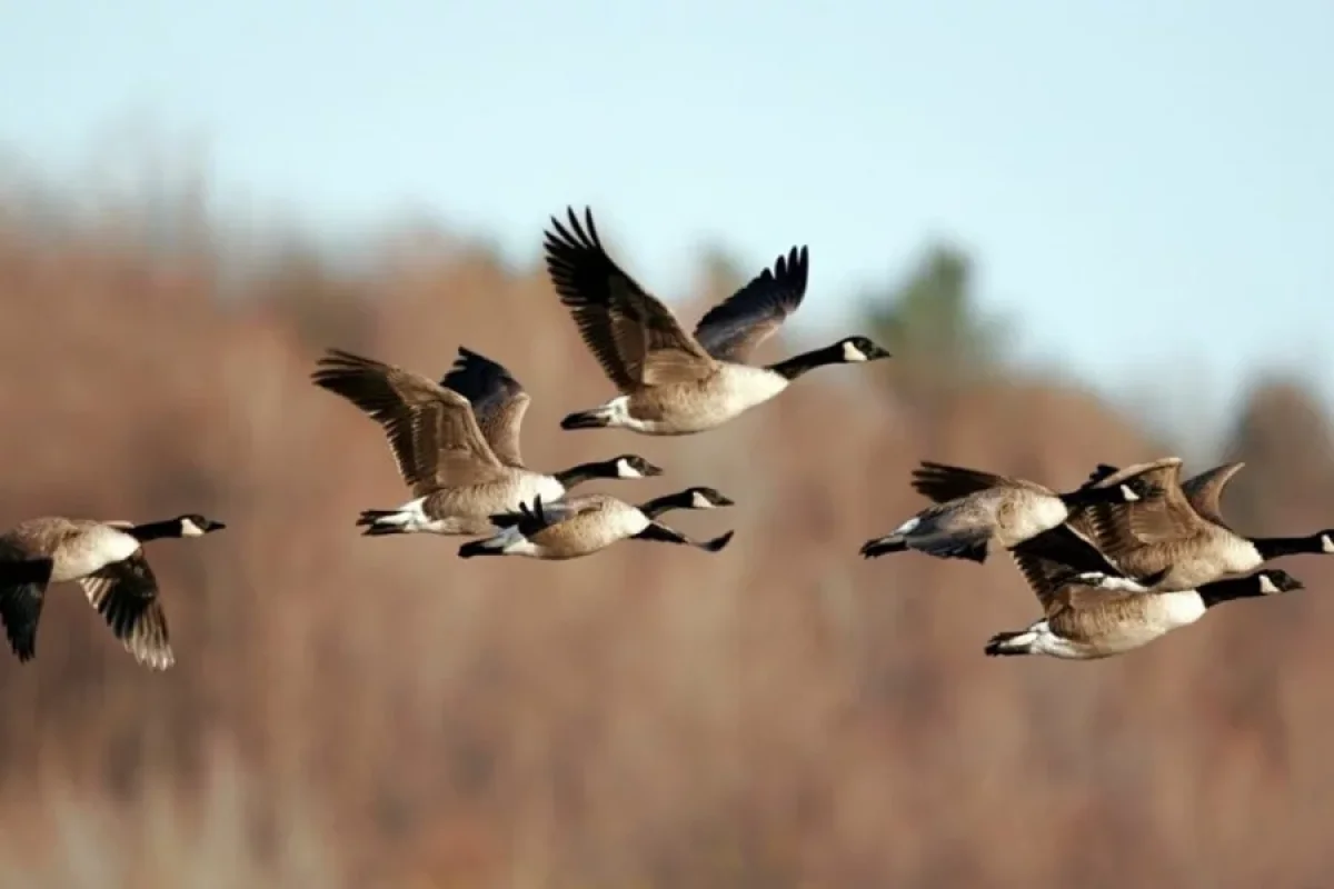 Ov zamanı dəhşət - YAŞANDI - FOTO
