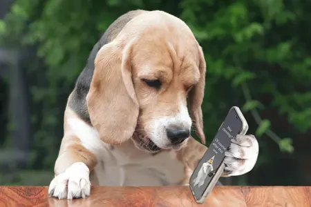 Ev heyvanları üçün ilk ağıllı telefon təqdim olundu - Özəllikləri