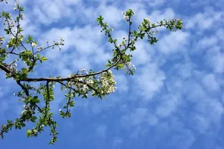 17 dərəcə isti olacaq - SABAHIN HAVASI