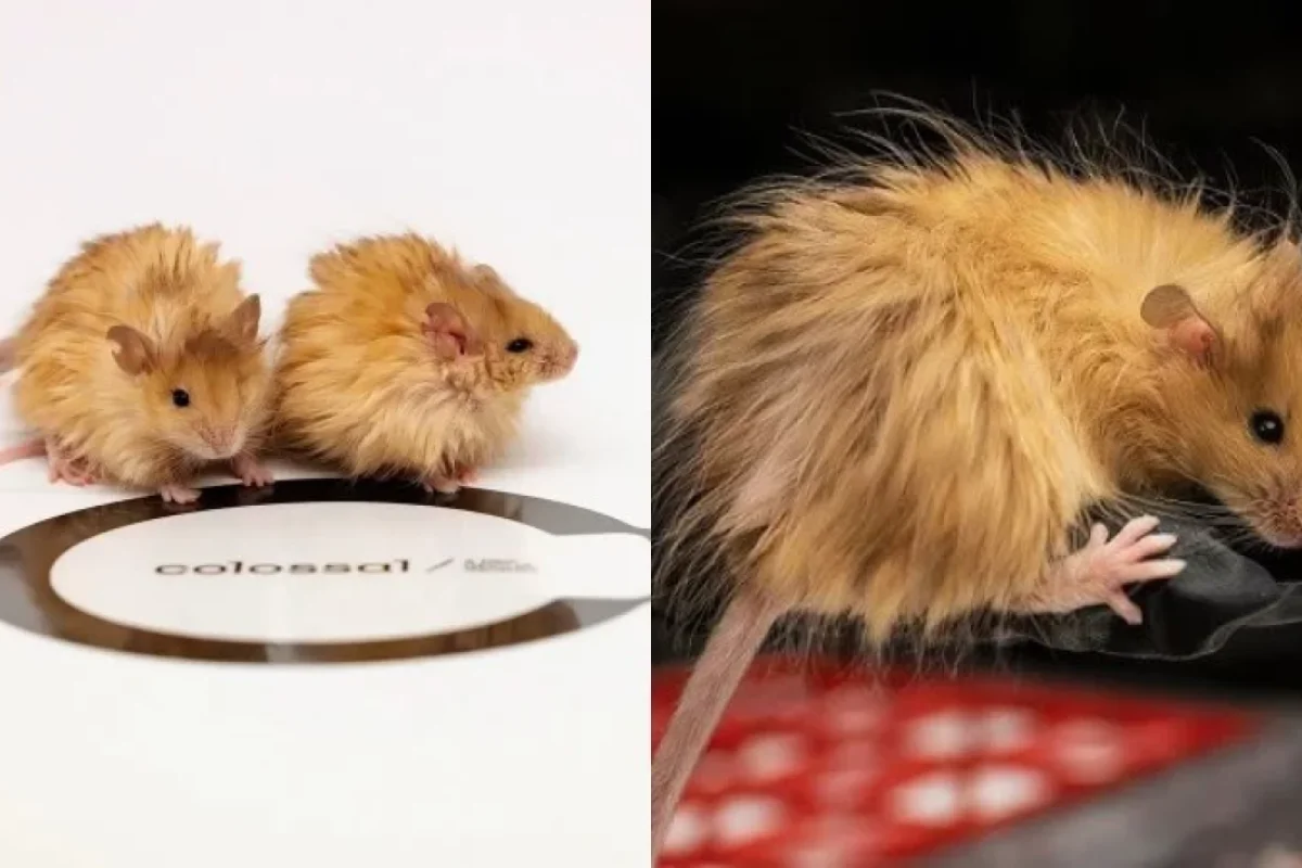 Mühəndislikdə şok inkişaf: - SİÇAN İSTEHSAL EDİLDİ