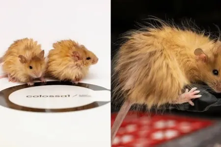 Mühəndislikdə şok inkişaf: - SİÇAN İSTEHSAL EDİLDİ