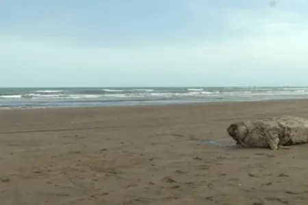 Novxanı sahilində aşkarlanan suitilər güllələnib?
