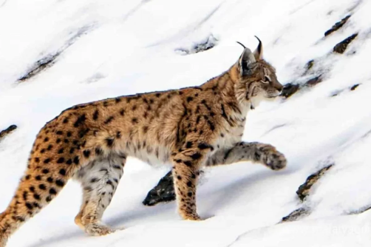 Kəndlilər gözlərinə inanmadı - 600 minlik cəza...