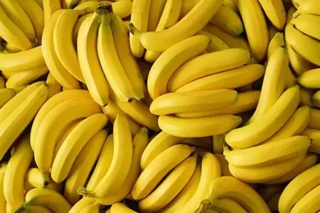 Banan istehsalının gələcəyi təhlükə altındadır