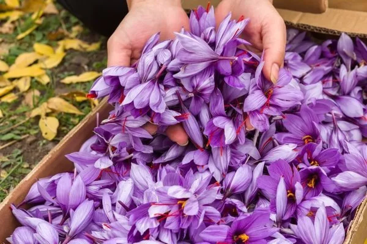 Xoşbəxtlik verir, stressi azaldır - Ən bahalı ədviyyat