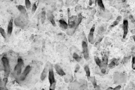 Məktəbdə 66 dinozavr ayaq izi aşkar - EDİLDİ