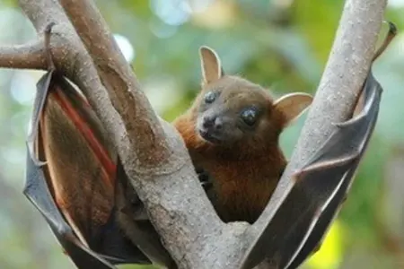 Yarasalarda yeni növ koronavirus - AŞKARLANDI