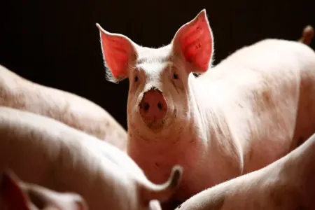 Çində insana donuz böyrəyi köçürüldü