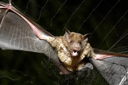 Yarasalarda ölümcül virus - AŞKARLANDI