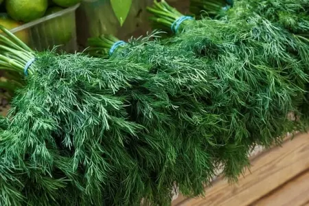 Şüyüdün inanılmaz - FAYDASI