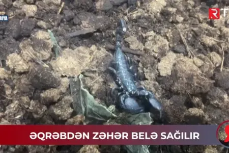 Əqrəbdən zəhər belə sağılır - Video
