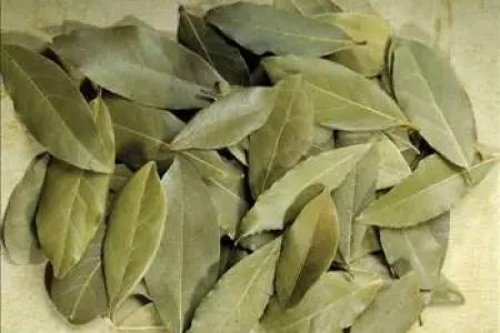 Dəfnə yarpağı ilə zəhlətökən problemdən qurtulun