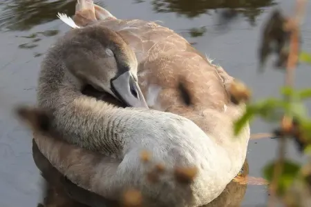 Xəzər sahilində faciəvi ölüm