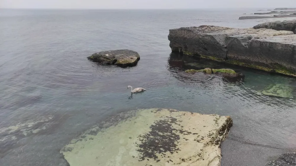 Xəzər sahilində faciəvi ölüm