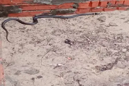 İlanların insanlardan çox olduğu - ADA