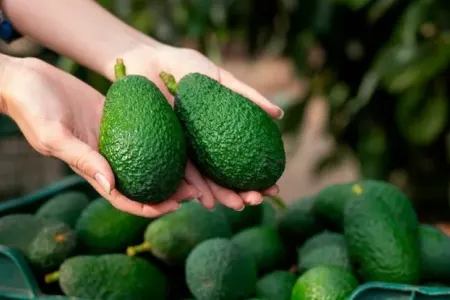 Avokadonun elə faydaları üzə çıxdı ki...