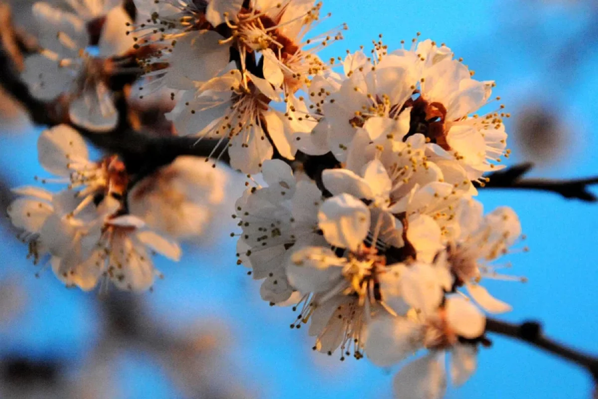 Yaz allergiyasına diqqət yetirin: - Polen xəstəlik riskini artırır