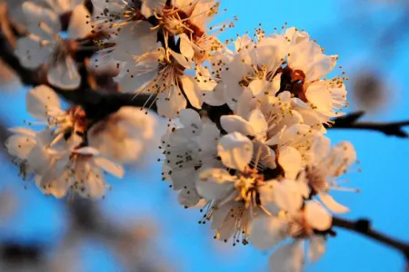 Yaz allergiyasına diqqət yetirin: - Polen xəstəlik riskini artırır