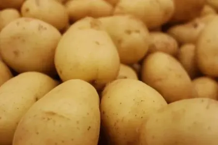 Kartofu harada saxlamaq daha yaxşıdır?