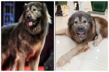 Bu it 5,7 milyon dollara satıldı