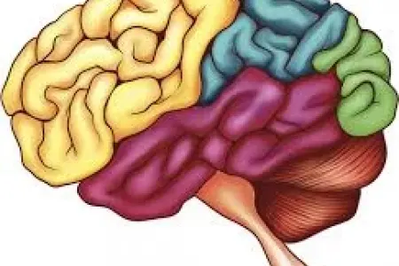 Beyin gücünü artırmaq üçün - 6 effektiv üsul
