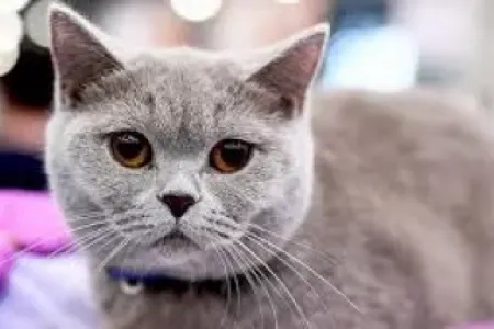 Pişiklər üçün zərərli olan - 3 qida