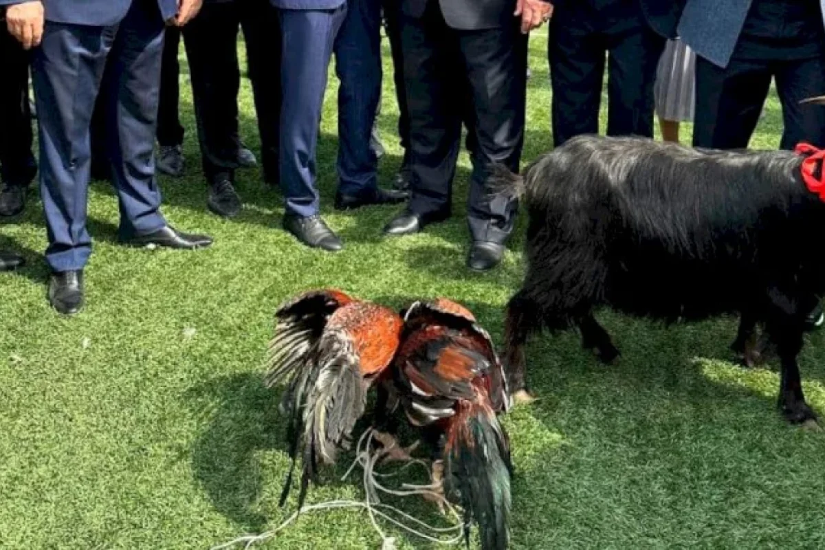 Azərbaycanda icra başçısı xoruz döyüşdürdü: - Oğlu ilə...