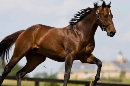 Bu qız hər kəsi TƏƏCCÜBLƏNDİRİR: - At kimi yeriyir, at kimi qaçır...