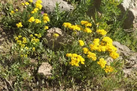 Revmatizm ağrılarını aradan qaldıran - BİTKİ