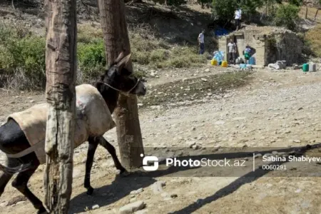 Azərbaycanda daha iki min eşşək yoxa çıxdı