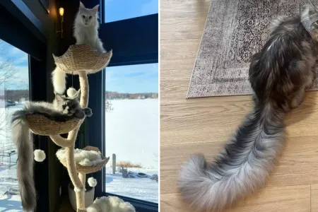 Dünyanın ən uzun quyruqlu pişiyi - FOTO