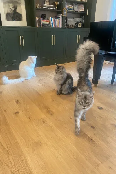 Dünyanın ən uzun quyruqlu pişiyi - FOTO