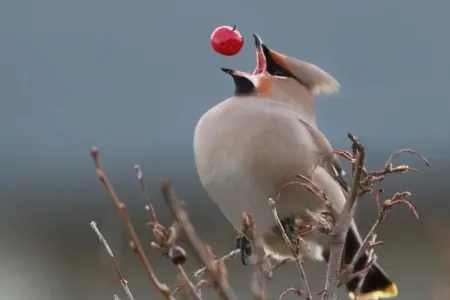 Qıcqırmış giləmeyvələri yeyən ardıc quşları sərxoş oldular