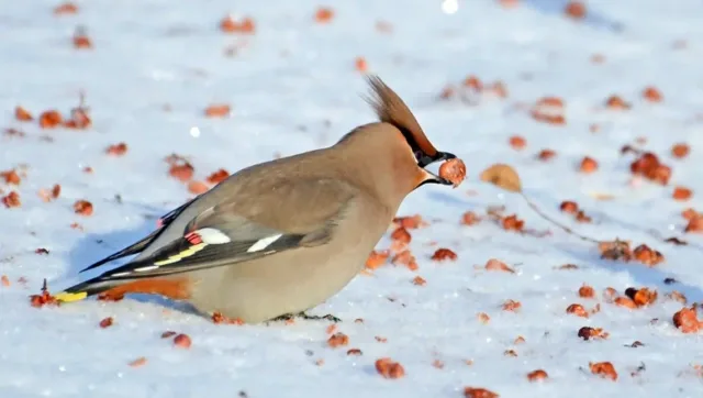 Qıcqırmış giləmeyvələri yeyən ardıc quşları sərxoş oldular