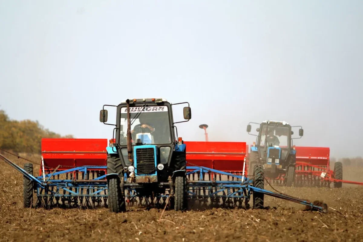 Bərdədə dəhşət: Kotanın altında qalıb öldü