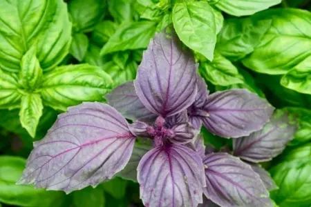 Reyhanın möcüzəvi faydaları