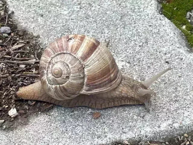 Kiloqramı 2000-ə satılan ilbizlərə tələbat çoxaldı