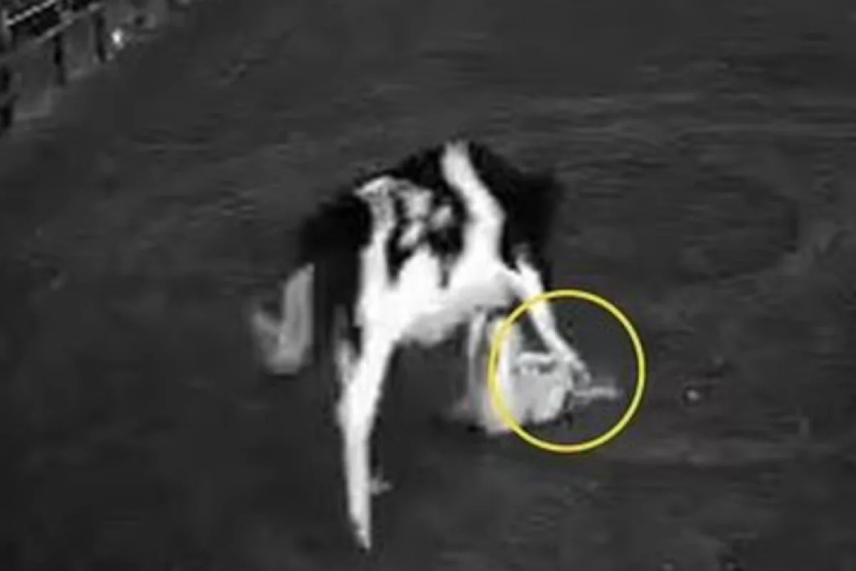 Tövləyə girmək istəməyən inək sahibinin - HƏYATINI DƏYİŞDİ