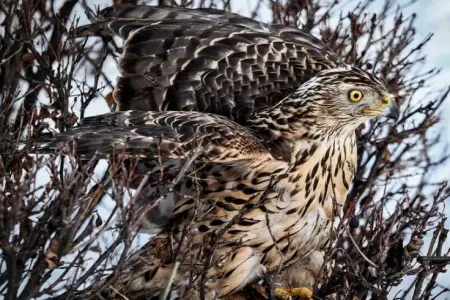 Bir aydır kəndi dəhşətə gətirən quş tutuldu