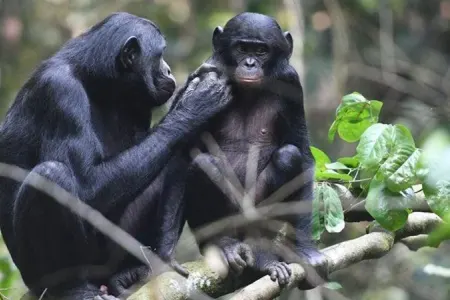 Alimlər bonobo meymunlarının "dilini" deşifrə edib