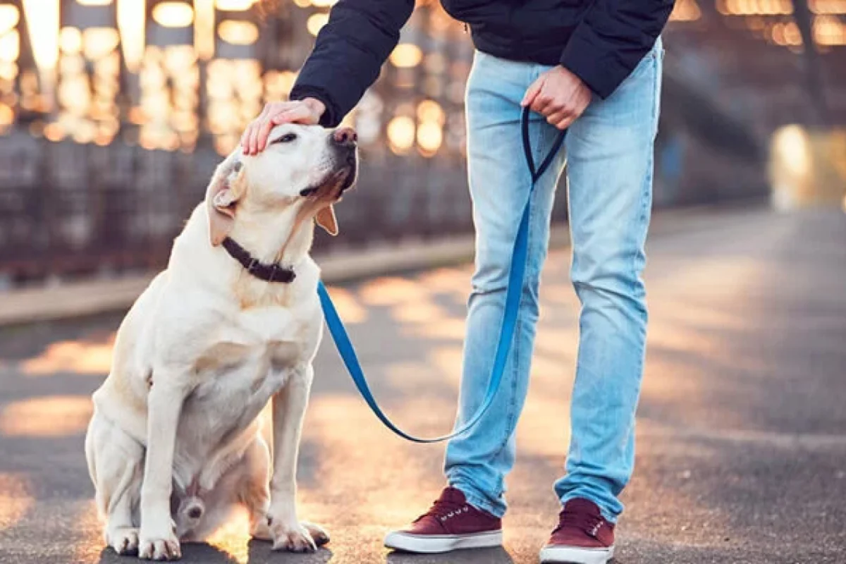 İt yaşlı sahibinin protez dişlərini oğurlayıb taxdı - FOTO