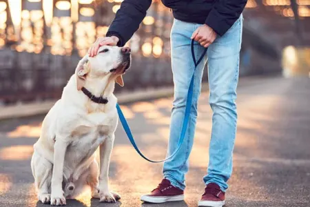 İt yaşlı sahibinin protez dişlərini oğurlayıb taxdı - FOTO