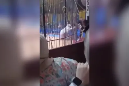 Tamaşa zamanı DƏHŞƏT: - Pələng sirk işçisini PARÇALADI