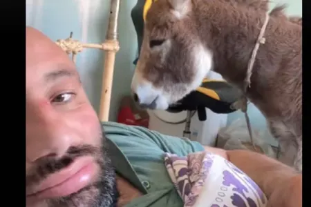 Azərbaycanlı Tiktoker eşşəyi evinə gətirdi – - VİDEO