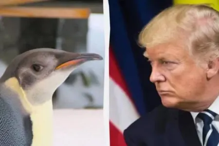 Tramp pinqvinlərə qarşı niyə "gömrük müharibəsi" elan edib?